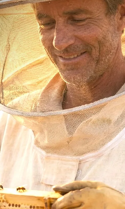 A beekeeper in a veil lifting a frame of honeycomb covered with bees